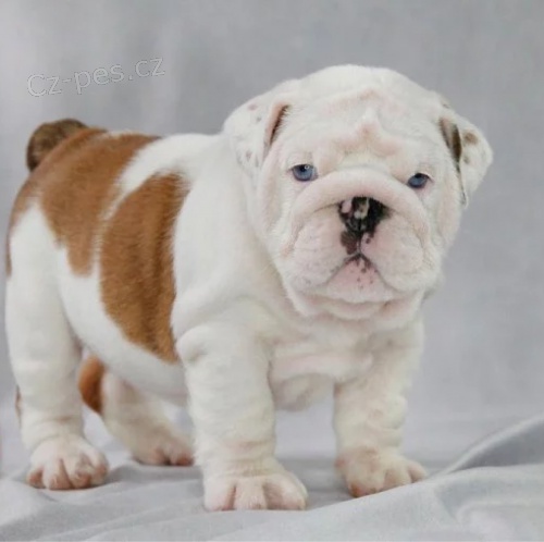 Kr�sn� a and�lsk� �t���tka anglick�ho buldo�ka k adopci.