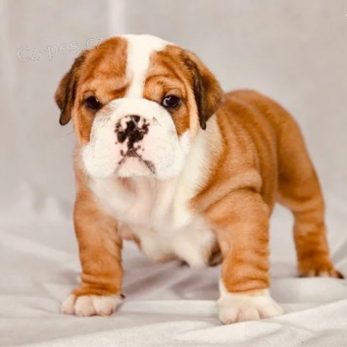 v�no�n� �t��ata anglick�ho buldoka k adopci.