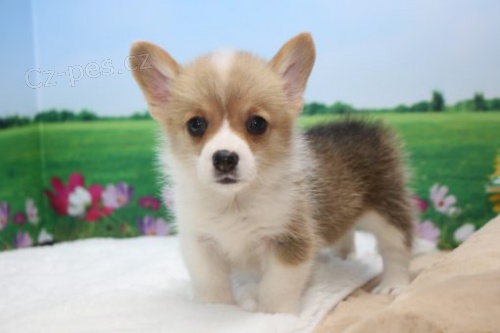Prod�m �t��ata Pembroke Welsh Corgi.