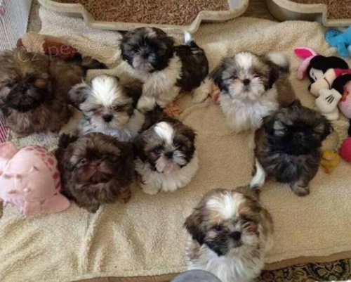 �t��ata SHIH TZU k adopci.