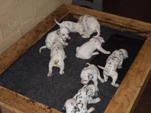 �t��ata dalmatin� k adopci