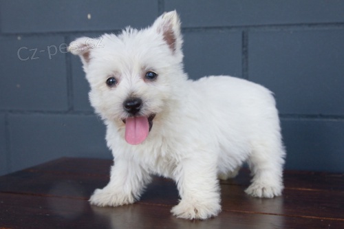 Mini �t��ata West Highland White Terriers k adopci