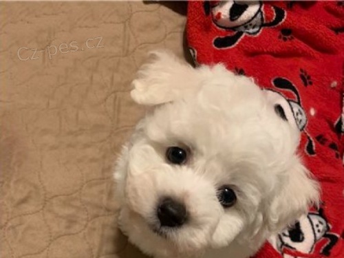 �t��ata bi�onka