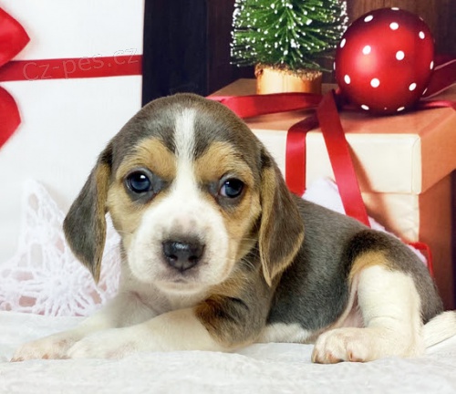 �t��ata b�gla tricolor jsou k dispozici a p�ipravena k adopci