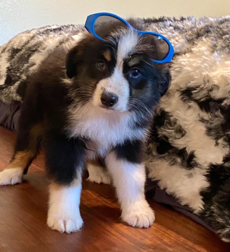 �t��ata australsk�ho ov��ka k adopci.