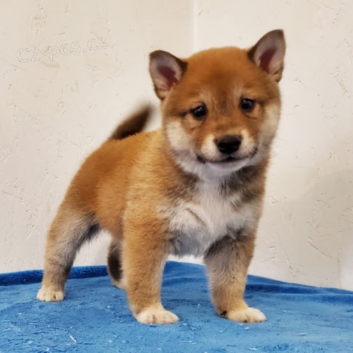 Rozko�n� miminka �t��ata shiba inu k adopci