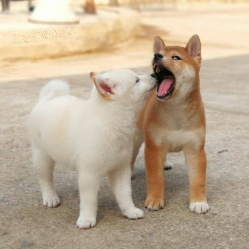 �t��ata shiba inu k adopci.