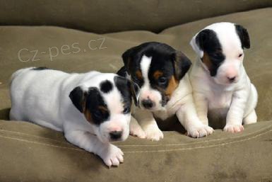 �t��ata jack russella k adopci.