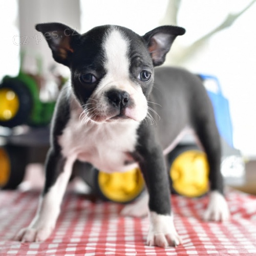 �t��ata bostonsk�ho teri�ra k adopci