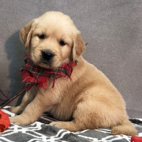 Prod�m �t��ata zlat�ho retr�vra.