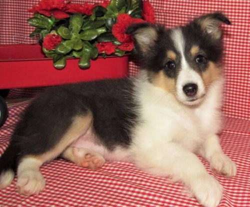 Prod�m zdrav� �t��ata shetlandsk�ho ov��ka.