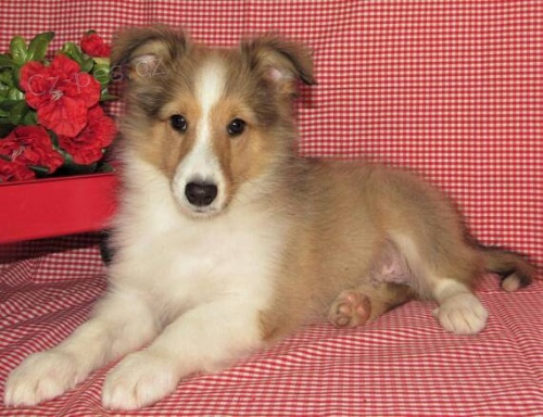 �t��ata �eltie k adopci