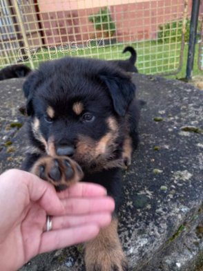 �t�natka rotvajlera