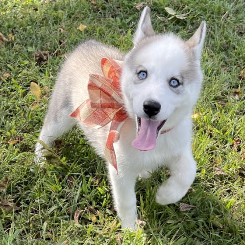 �t��ata sibi�sk�ho huskyho k adopci.