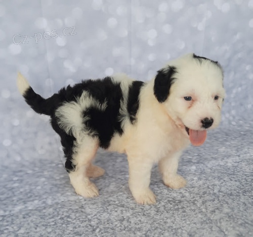 �t��ata portugalsk�ho vodn�ho psa k adopci.