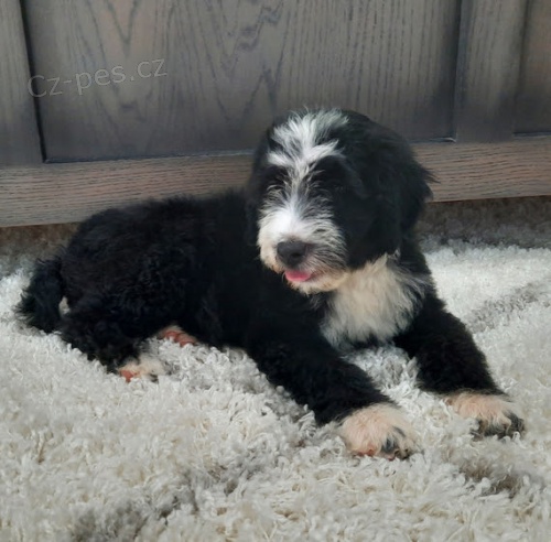 kr�sn� a zdrav� �t��ata portugalsk�ho vodn�ho psa k adopci.