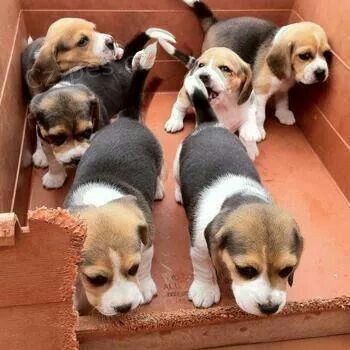 rozko�n� tricolorn� �t��ata b�gla dostupn� a p�ipraven� k adopci.