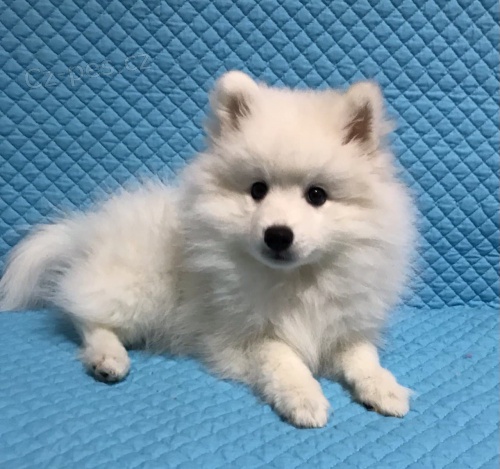 Japonsk� �pic �t��ata