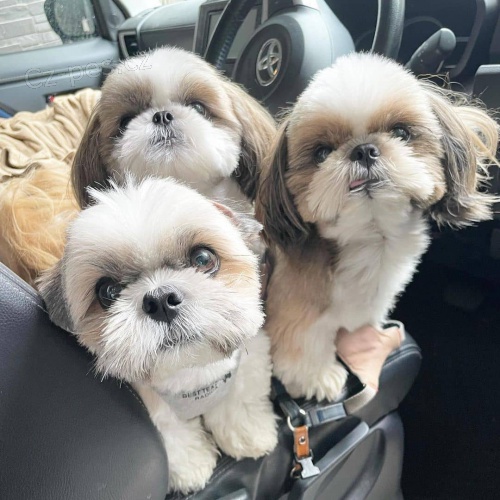 MAL� �T��ATA SHIH TZU