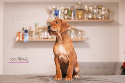 Rhod. ridgeback - �t���tka s PP - ihned k odb�ru