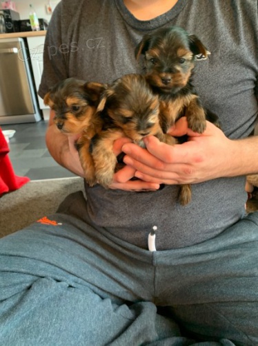 miniaturn� �t��ata jork��rsk�ho teri�ra k adopci