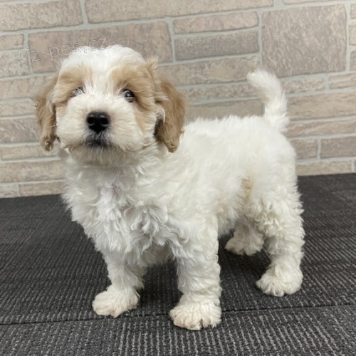 Kr�sn� �t�n� bi�onka je k dispozici a p�ipraveno k adopci. Pouze pro v�n� osoby.