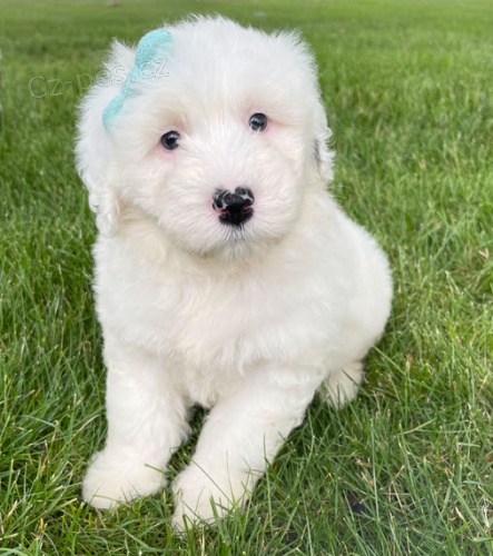 Zdrav� a o�kovan� portugalsk� vodn� pes k adopci.