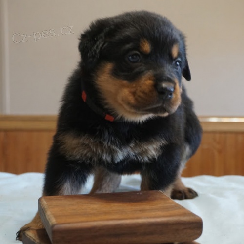 �T��ATA ROTTWEILERA k adopci.