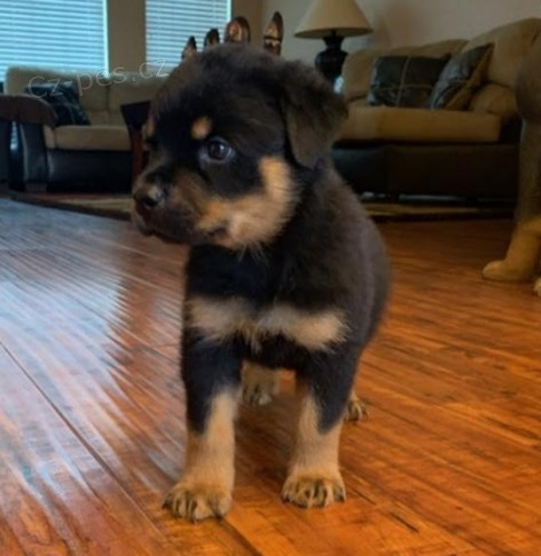 �T��ATA rotvajlera k adopci.