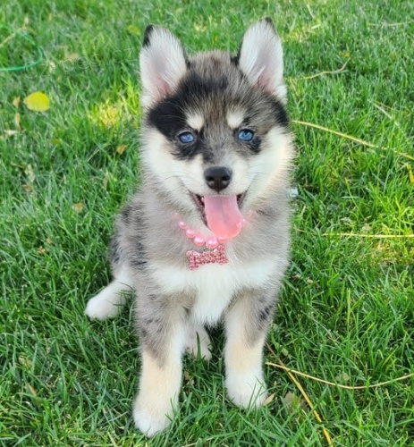 Kr�sn� �t��ata fenky a pejska Pomskies na prodej (k��enec sibi�sk�ho a pomeraniana).