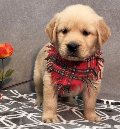 od�erven�, o�kovan� a velmi zdrav� �t���tka zlat�ho retr�vra k adopci.