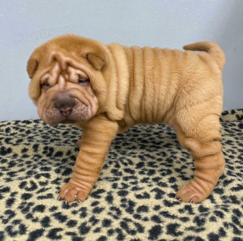 shar-pei �t��ata k adopci.