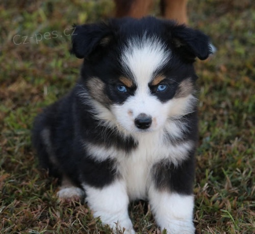 Rozko�n�, zdrav�, o�kovan� a od�erven� �t���tka australsk�ho ov��ka k adopci