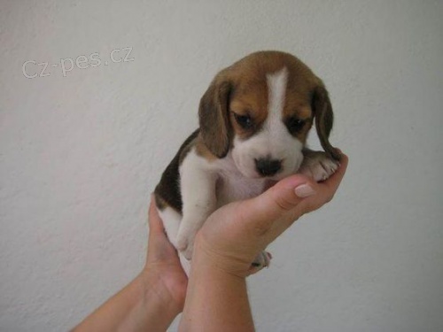 MINI �t��ata b�gla jako d�rek.