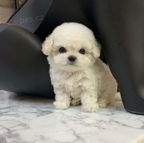 miniaturn� sn�hov� b�l� �t��ata bi�onka jsou k dispozici a p�ipravena k adopci