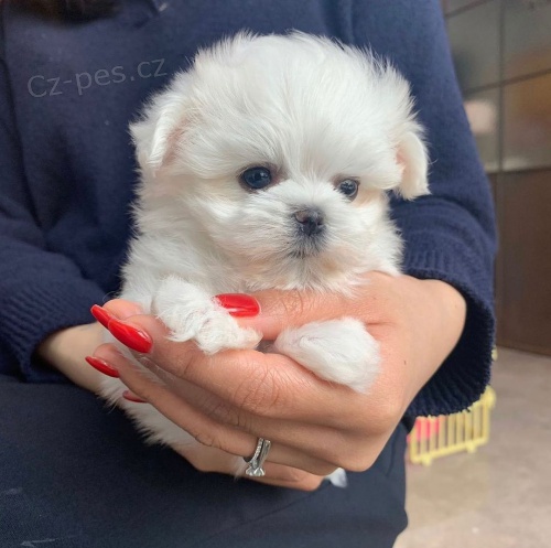 o�kovan�, od�erven� a zdrav� �t��ata bi�onka k adopci.