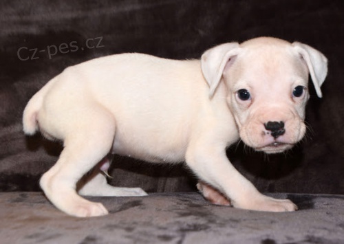 Kr�sn�, zdrav� a o�kovan� �t��ata n�meck�ho boxera k adopci