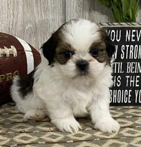 kr�sn�, o�kovan�, od�erven� a zdrav� �t���tka SHIH TZU k adopci