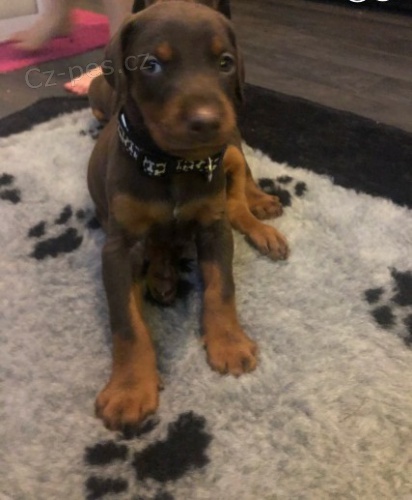 �t��ata Dobrmana k adopci.