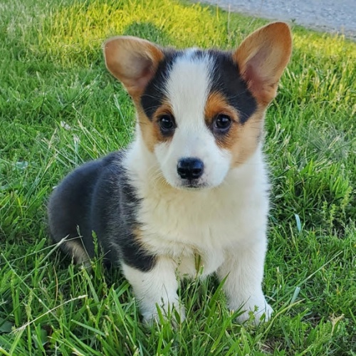 O�KOVAN� �t��ata Pembroke Welsh Corgi k Adopci