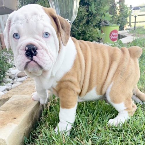 o�kovan� a od�erven� �t���tka Anglick�ho Buldo�ka k adopci.