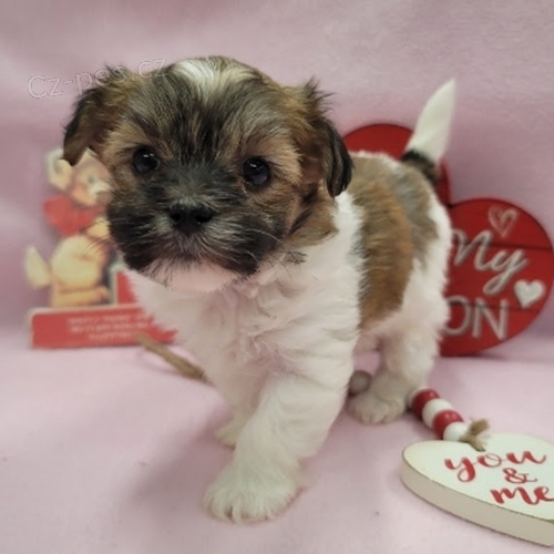 havanese O�KOVAN� A OD�ERVOV� �t��ata fenky a pejska k adopci