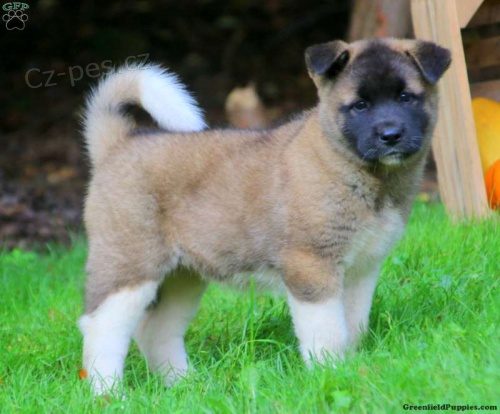 �t��ata Akita inu k adopci