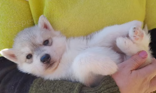 �t��ata sibi�sk� husky  k dispozici