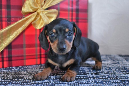 �t��ata Jezev��k  k dispozici