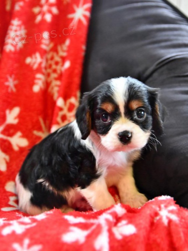 �t��ata Kaval�r King Charles �pan�l  k dispozici