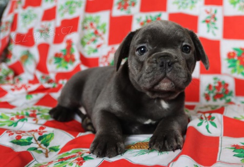 �t��ata Francouzsk� buldo�ek k dispozici