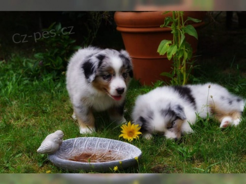 2 Australsk� ov��k pro nov� rodi�e.