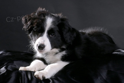 Border kolie �t��ata k dispozici mu� a �ena