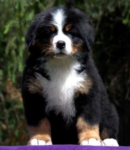 2 bernsk� sala�nick� pes